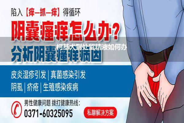 柯基犬到处留精液如何办