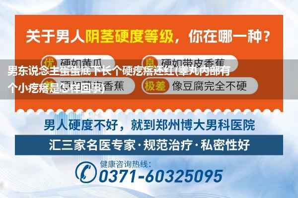 男东说念主蛋蛋底下长个硬疙瘩还红(睾丸内部有个小疙瘩是怎样回事)