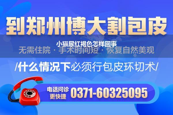 小猫尿红褐色怎样回事